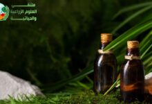الزيوت العطرية: ما هي الزيوت العطرية؟ وخواصها وطرق استخدامها كوسيلة علاجية