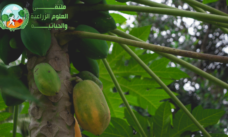 فاكهة البابايا : معلومات مهمة عن فاكهة البابايا المشهورة