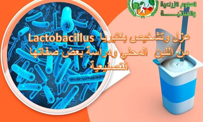 بكتريا اللبن المحلي