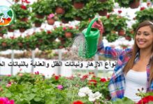 انواع الأزهار ونباتات الظل والعناية بالنباتات المنزلية