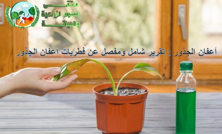 تقرير شامل ومفصل عن فطريات اعفان الجذور
