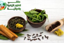 تفاصيل شاملة عن زراعة القرنفل