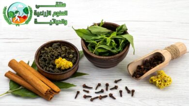 تفاصيل شاملة عن زراعة القرنفل