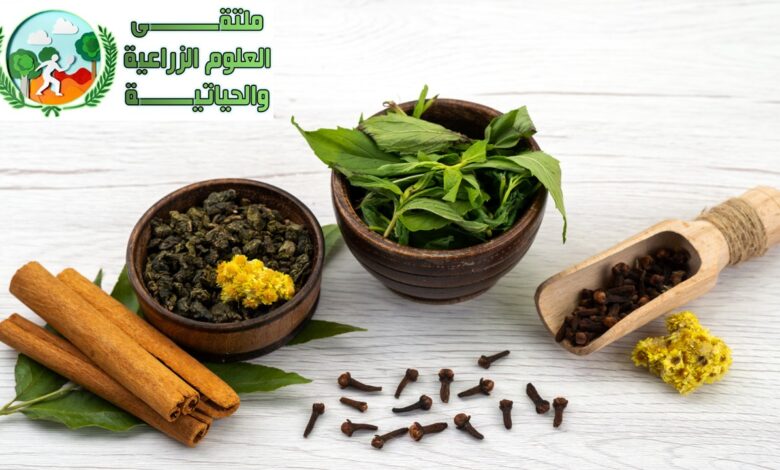 تفاصيل شاملة عن زراعة القرنفل