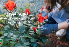 الورد الجوري : تعرف على كيفية زراعة الورد وطرق تكاثرها