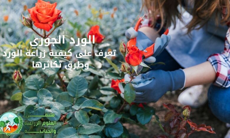 الورد الجوري : تعرف على كيفية زراعة الورد وطرق تكاثرها
