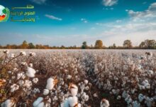 زراعة القطن من البذور الى الحصاد واهم الآفات وطرق علاجها