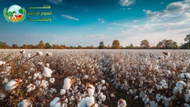 زراعة القطن من البذور الى الحصاد واهم الآفات وطرق علاجها