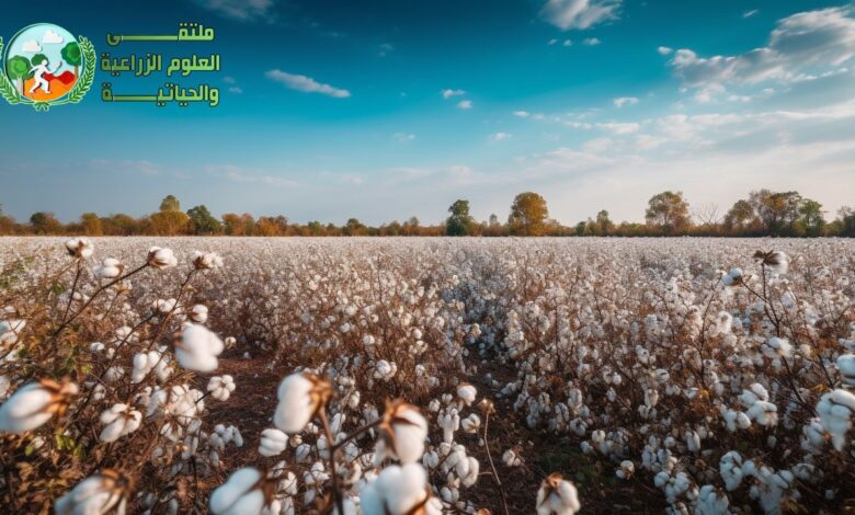 زراعة القطن من البذور الى الحصاد واهم الآفات وطرق علاجها