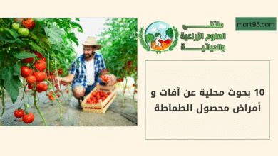 10 بحوث محلية عن آفات و أمراض محصول الطماطة
