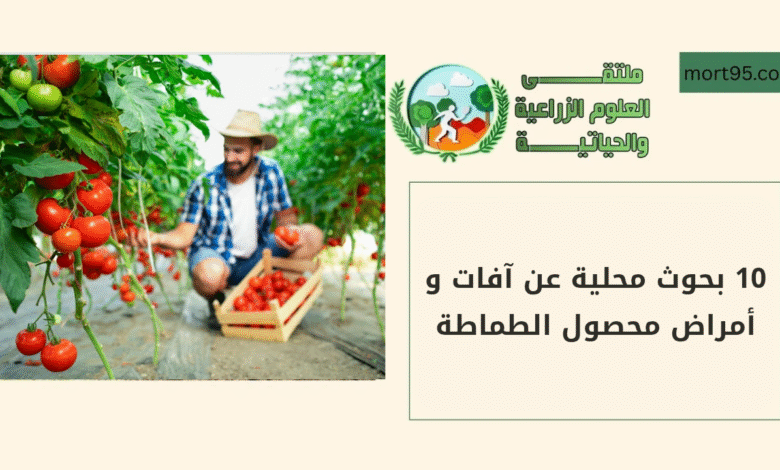 10 بحوث محلية عن آفات و أمراض محصول الطماطة