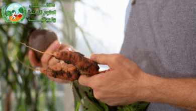 زراعة الزنجبيل وفوائده الصحية والطبية