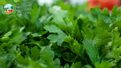 زراعة الكرفس: تعرف على كيفية الزراعة والاهمية الطبية للكرفس