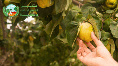 السفرجل : تعرف على كيفية زراعته وفوائده الصحية