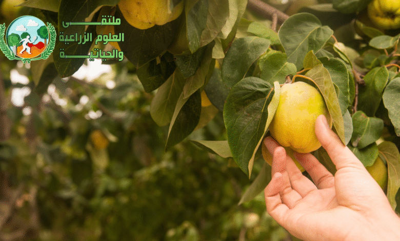 السفرجل : تعرف على كيفية زراعته وفوائده الصحية