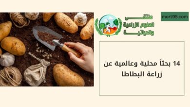 14 بحثاً محلية وعالمية عن زراعة البطاطا