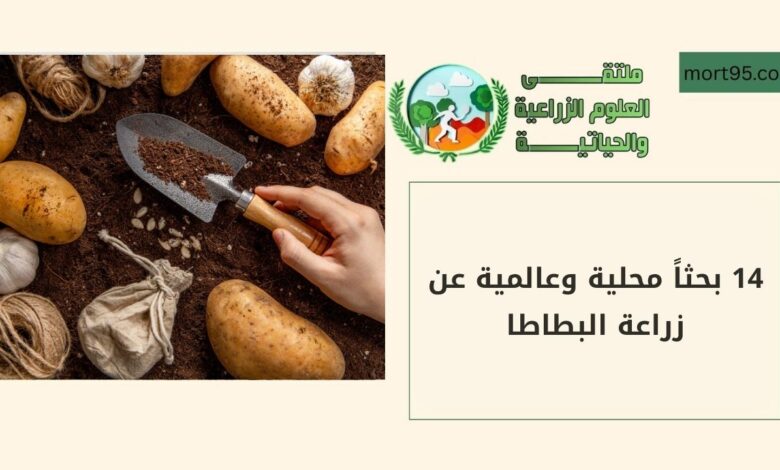 14 بحثاً محلية وعالمية عن زراعة البطاطا