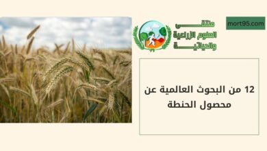 12 من البحوث العالمية عن محصول الحنطة