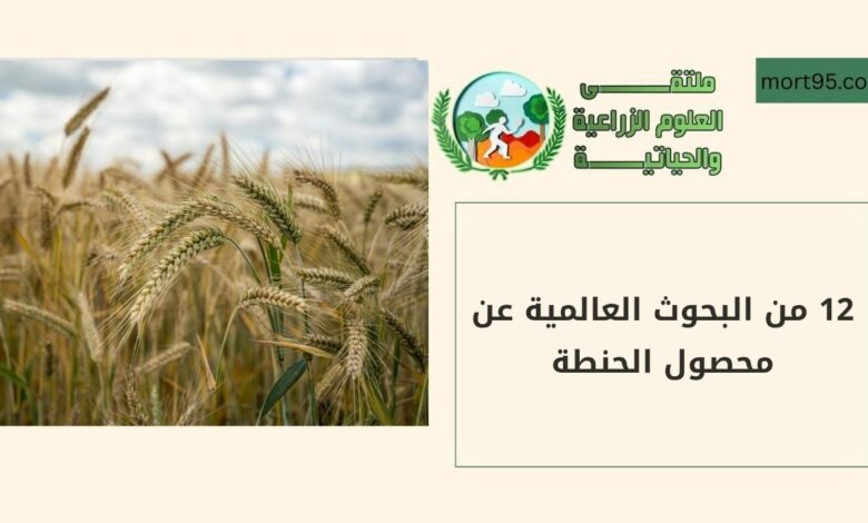 12 من البحوث العالمية عن محصول الحنطة