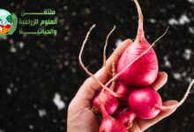 زراعة الفجل في الحديقة بشكل مفصل