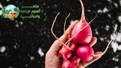 زراعة الفجل في الحديقة بشكل مفصل