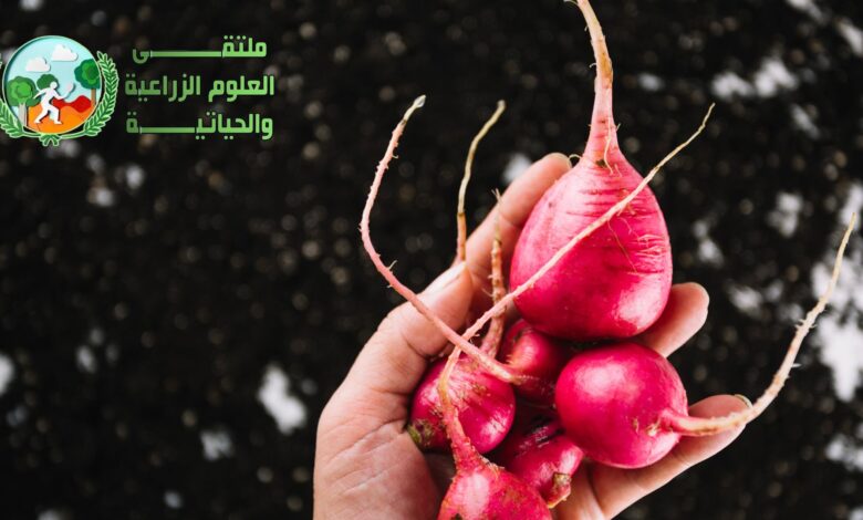 زراعة الفجل في الحديقة بشكل مفصل